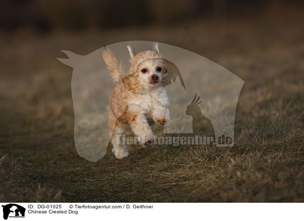 Chinesischer Schopfhund / Chinese Crested Dog / DG-01025