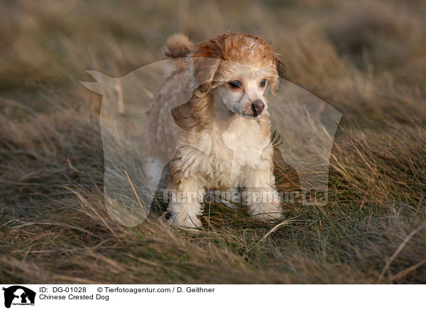 Chinesischer Schopfhund / Chinese Crested Dog / DG-01028