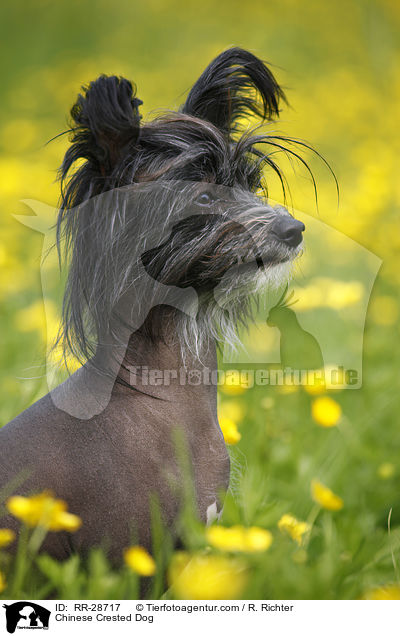Chinese Crested Dog / RR-28717