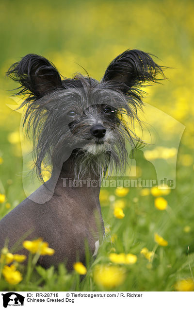 Chinese Crested Dog / RR-28718