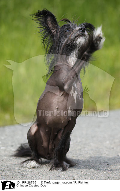 Chinese Crested Dog / RR-28729