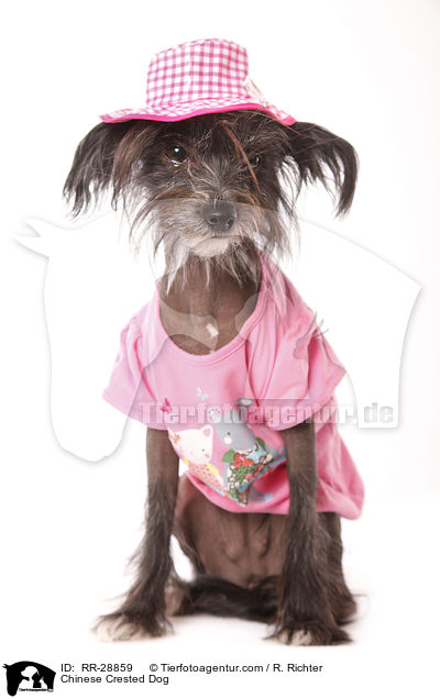 Chinese Crested Dog / RR-28859