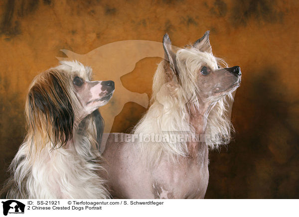 2 Chinese Crested Dogs Portrait / SS-21921