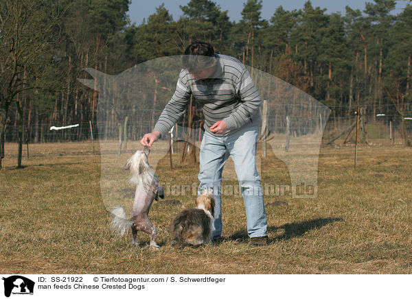 man feeds Chinese Crested Dogs / SS-21922