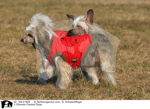 2 Chinese Crested Dogs / SS-21926