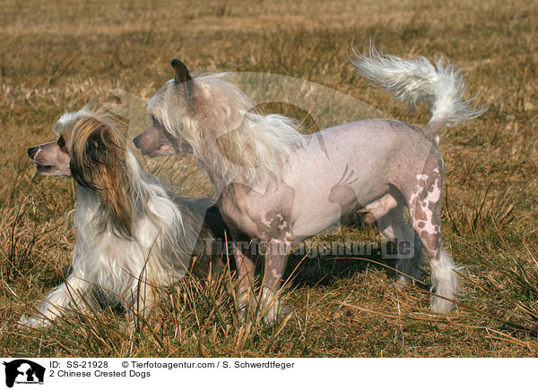 2 Chinese Crested Dogs / SS-21928