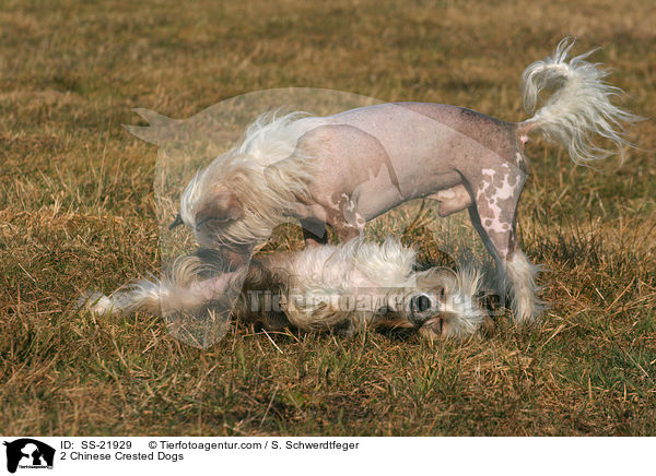 2 Chinese Crested Dogs / SS-21929