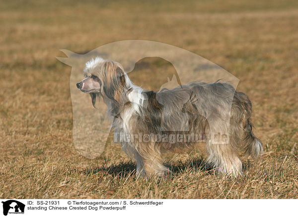 standing Chinese Crested Dog Powderpuff / SS-21931