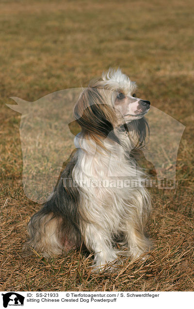 sitting Chinese Crested Dog Powderpuff / SS-21933