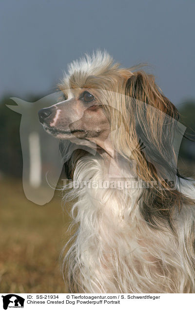 Chinese Crested Dog Powderpuff Portrait / SS-21934