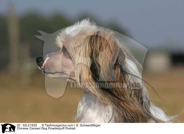 Chinese Crested Dog Powderpuff Portrait / SS-21935