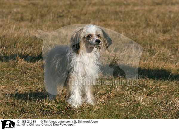 standing Chinese Crested Dog Powderpuff / SS-21938