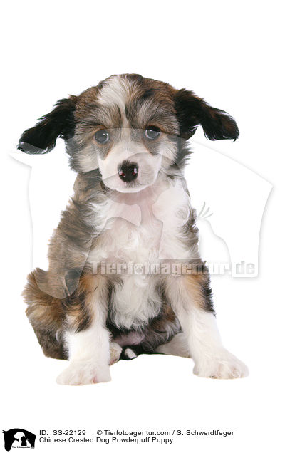 Chinese Crested Dog Powderpuff Puppy / SS-22129