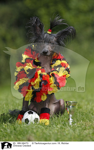 Chinese Crested / RR-38473