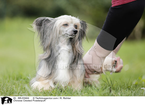 Chinese Crested Powderpuff / RR-55884