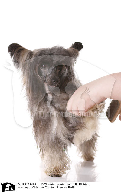 brushing a Chinese Crested Powder Puff / RR-63498