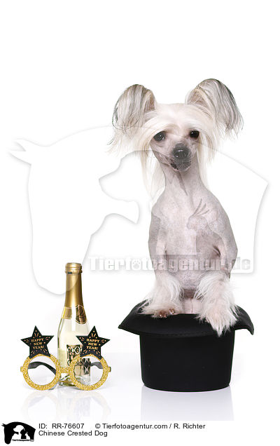 Chinese Crested Dog / RR-76607
