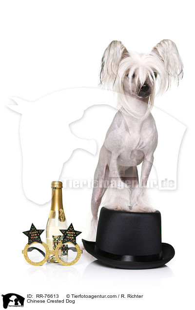 Chinese Crested Dog / RR-76613