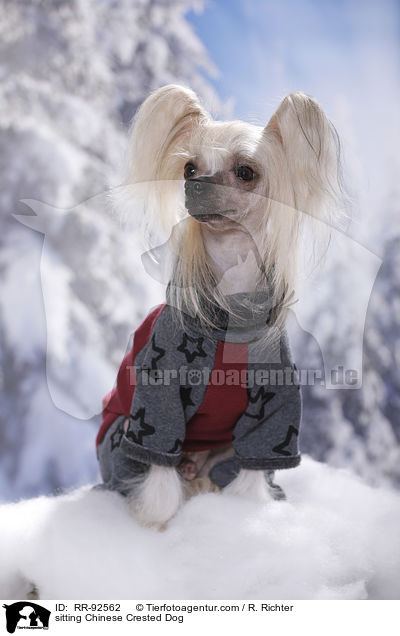 sitting Chinese Crested Dog / RR-92562
