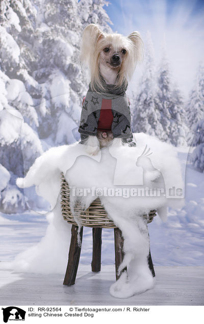 sitting Chinese Crested Dog / RR-92564