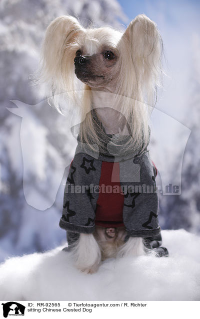 sitting Chinese Crested Dog / RR-92565
