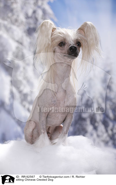 sitting Chinese Crested Dog / RR-92567