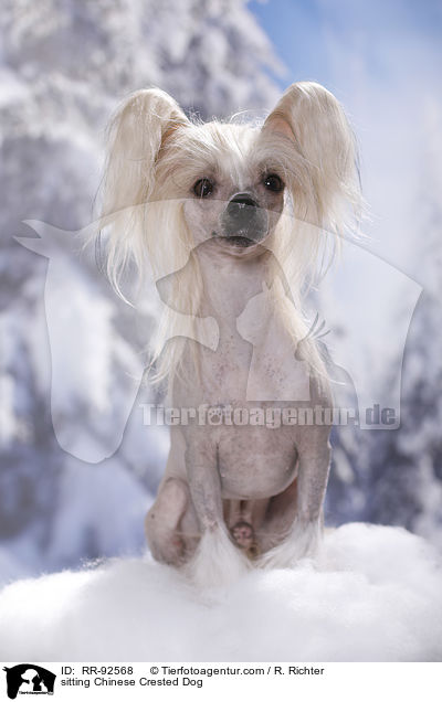 sitting Chinese Crested Dog / RR-92568