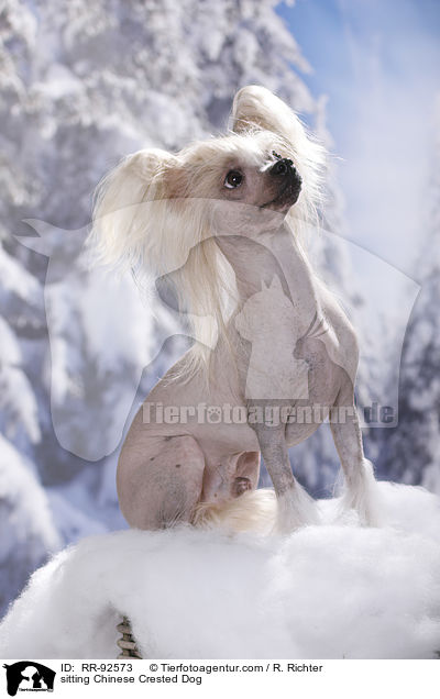 sitting Chinese Crested Dog / RR-92573