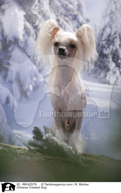 Chinese Crested Dog / RR-92579