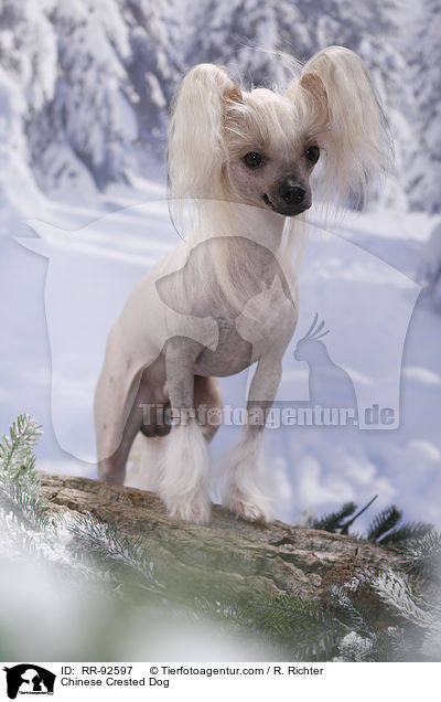 Chinese Crested Dog / RR-92597