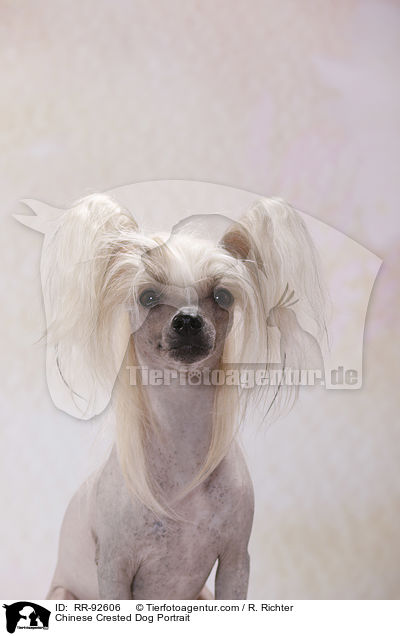 Chinese Crested Dog Portrait / RR-92606