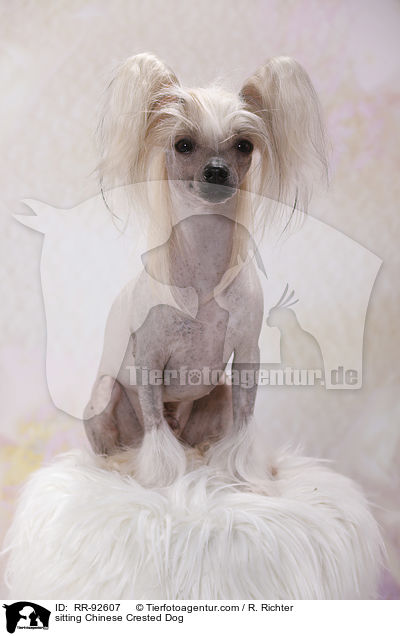 sitting Chinese Crested Dog / RR-92607