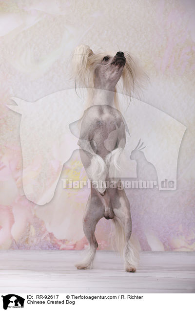 Chinese Crested Dog / RR-92617