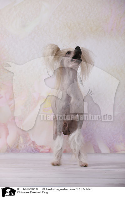 Chinese Crested Dog / RR-92618