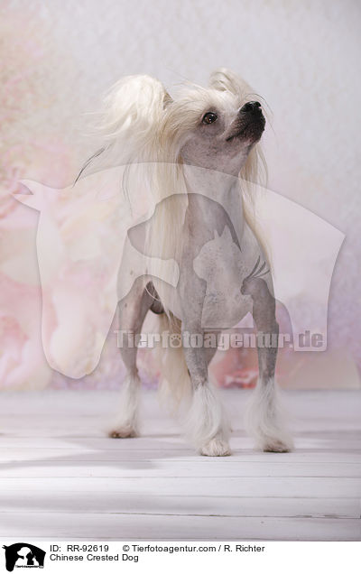 Chinese Crested Dog / RR-92619