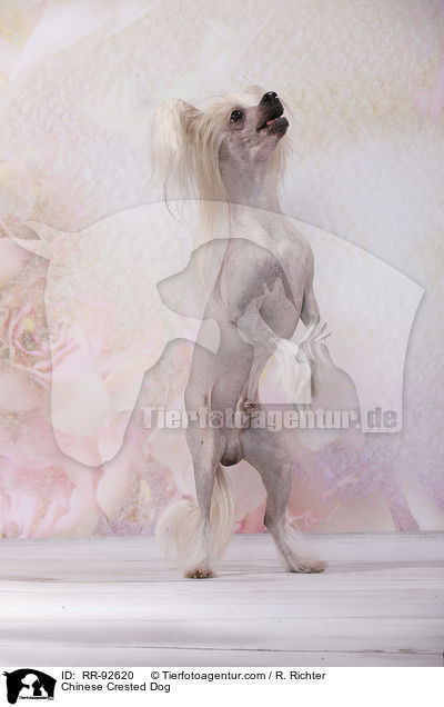 Chinese Crested Dog / RR-92620