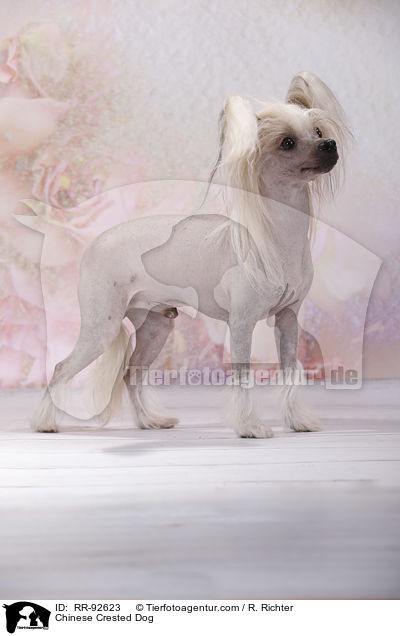 Chinese Crested Dog / RR-92623