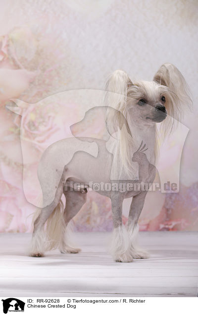 Chinese Crested Dog / RR-92628