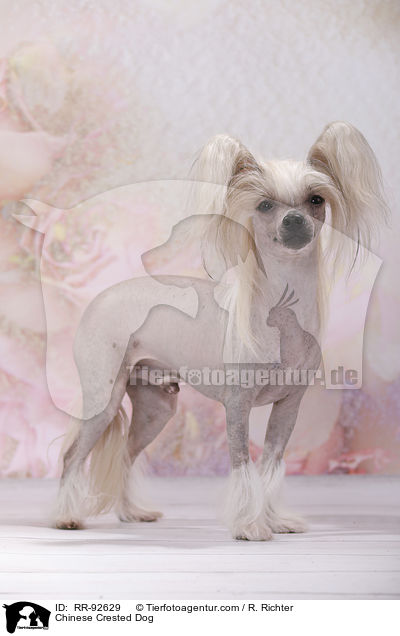 Chinese Crested Dog / RR-92629
