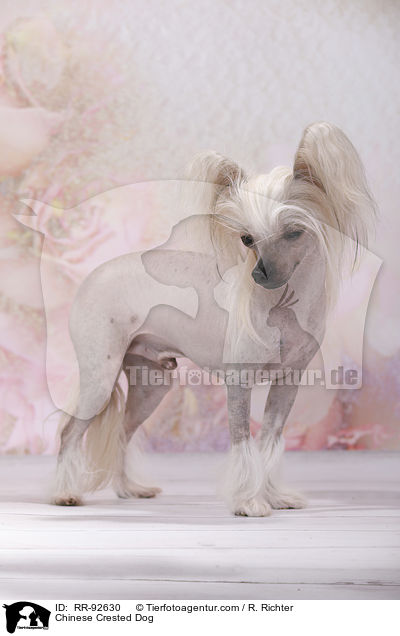 Chinese Crested Dog / RR-92630