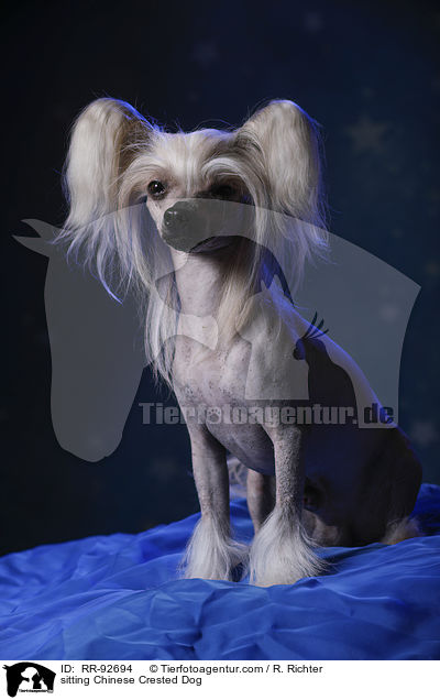 sitting Chinese Crested Dog / RR-92694