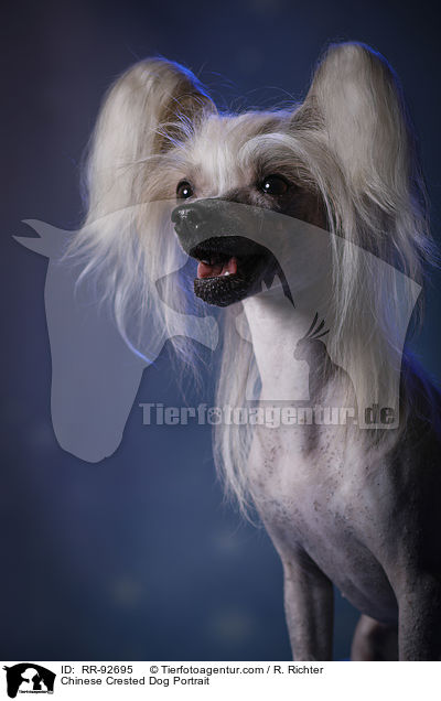 Chinese Crested Dog Portrait / RR-92695
