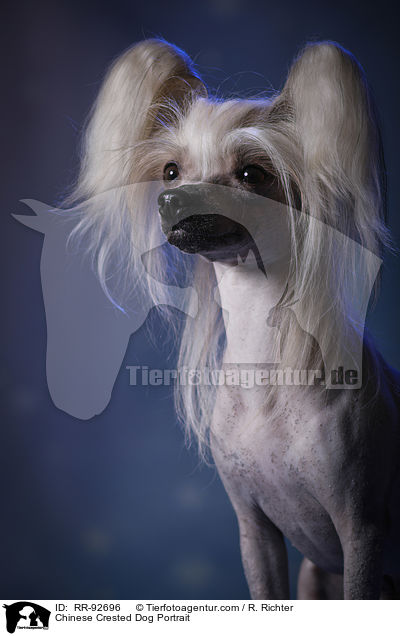 Chinese Crested Dog Portrait / RR-92696