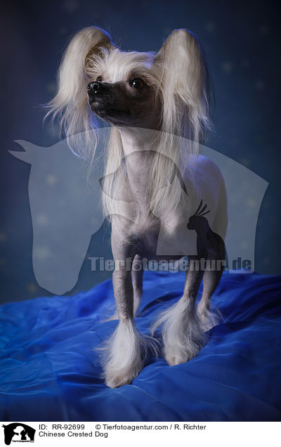 Chinese Crested Dog / RR-92699