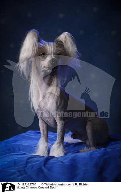 sitting Chinese Crested Dog / RR-92700