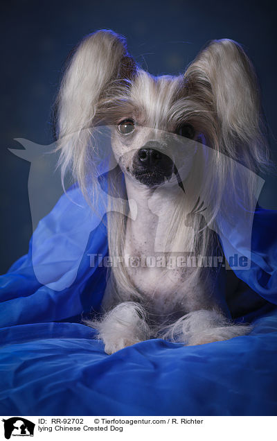 lying Chinese Crested Dog / RR-92702