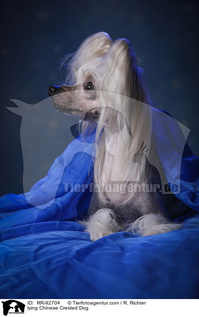 lying Chinese Crested Dog / RR-92704