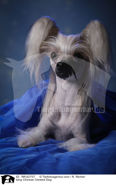 lying Chinese Crested Dog / RR-92707