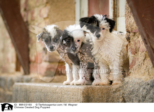 Chinese Crested Dog Puppies / MW-03160