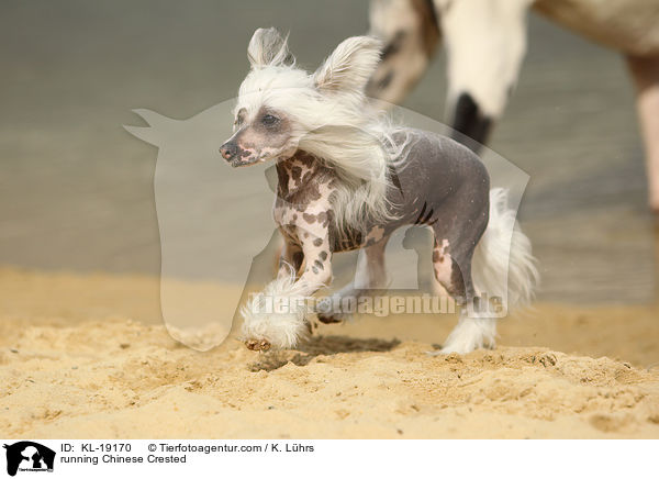 running Chinese Crested / KL-19170